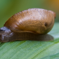The Snail