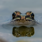 Green Frog