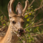 Tasty Fireweed