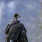Soggy Eagle