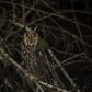 Startled Long Eared Owl