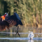 Blue heron catching a meal