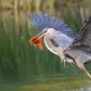 Blue heron got a breakfaster