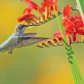 Hummingbird
