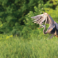 Blue heron flight in early morning