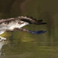 Osprey  fishing