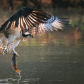 Osprey  fishing