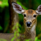 Doe portrait