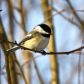 Chickadee dee dee