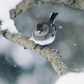 Junco In The Snow