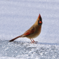 Female Northern Cardinal