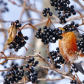 Snacking On Berries