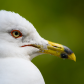 Eye of the Seagull