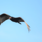 FOLLOWING THE SCENT       Turkey Vulture