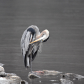 PREENING         Great Blue Heron