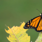 Monarch on Milkweed