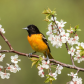 Baltimore Oriole on Blossoms