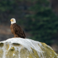 Bald Eagle on the Rocks
