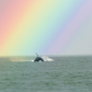 Orca Under a Rainbow