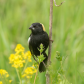 Bobolink Amongst Blooms