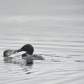 Loon Family