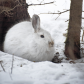 Chilly Hare 