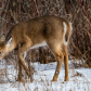 A deer feeding