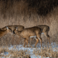 Deer in love