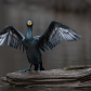 Cormorant drying its wing