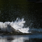 Great egret washing its body