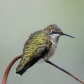 Ruby-throated hummingbird