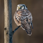 Northern Hawk Owl 