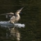 Northern Pintail