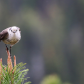 Canada Jay Stare