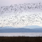 Edge of the Marsh