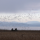 Bald Eagles And Waterfowl