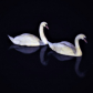 Love Swans