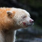 Spirit bear