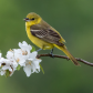 Orchard Oriole