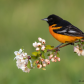 Male Baltimore Oriole