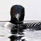 Loon Intensity 