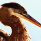 The Evening  Heron