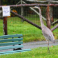 Don't feed the Geese