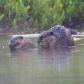 Like Parent.. Like Child ( Beaver)
