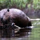 Beavers at Work