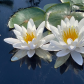 Water Lillies