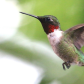 Early Hummer