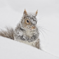 Snow Day Squirrel