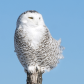 Winter perch