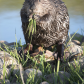 Beaver Breakfast